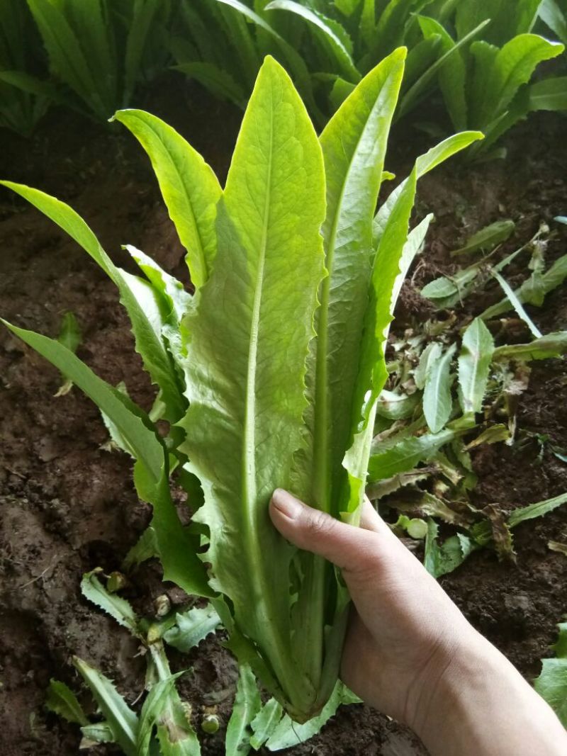 油麦菜30~35cm以上精品