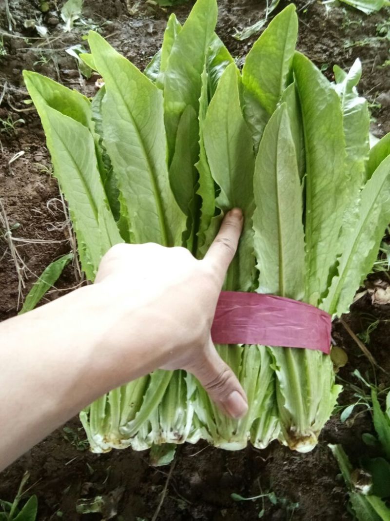 油麦菜30~35cm以上精品