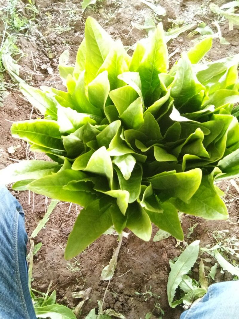油麦菜30~35cm以上精品