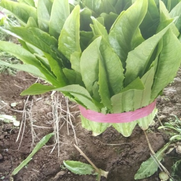 油麦菜30~35cm以上精品