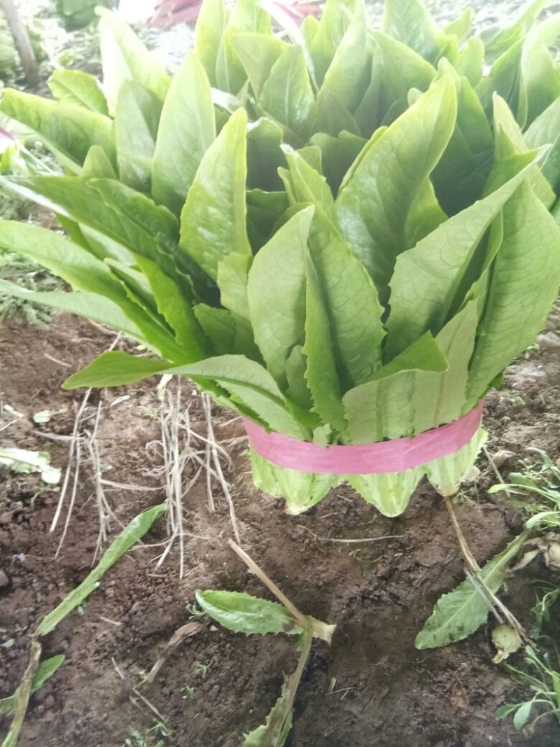 油麦菜30~35cm以上精品
