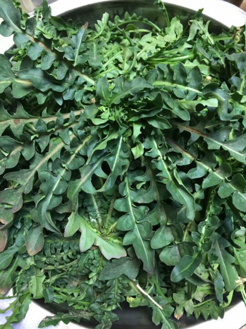 荠菜5~10cm