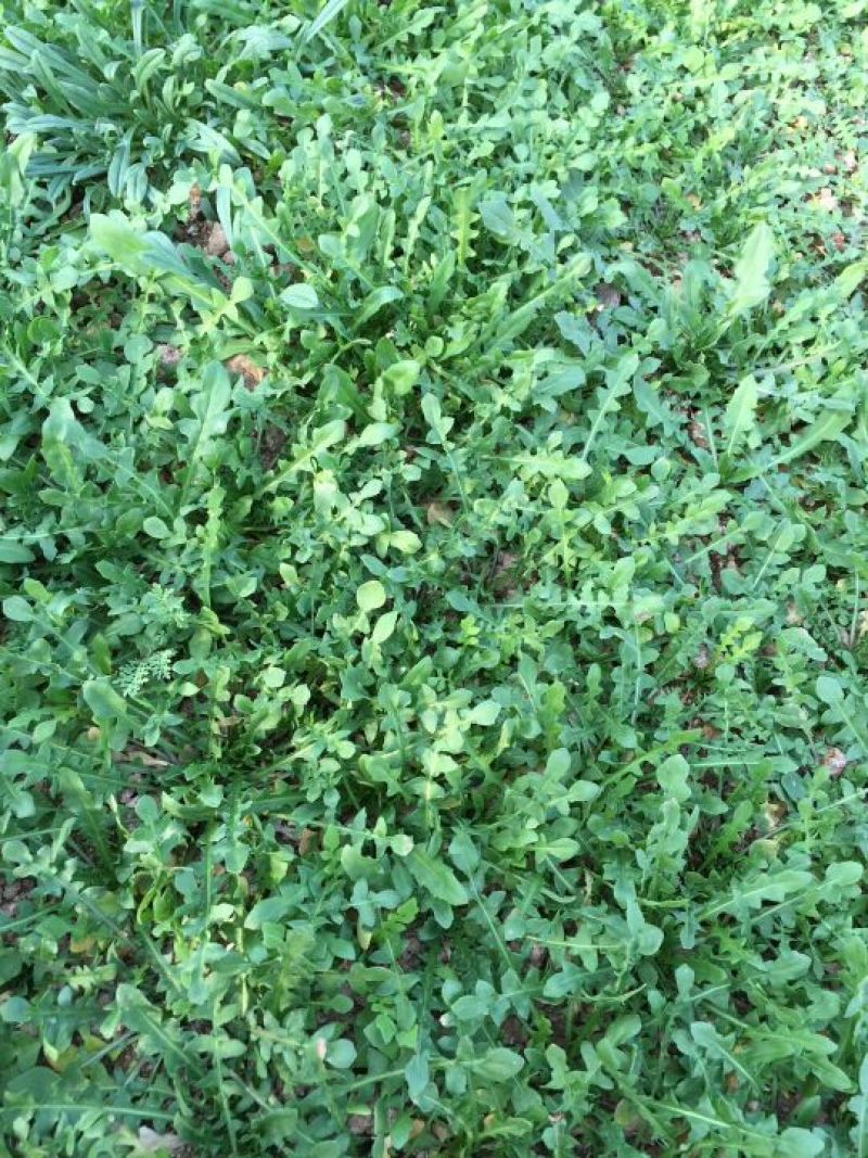 荠菜5~10cm