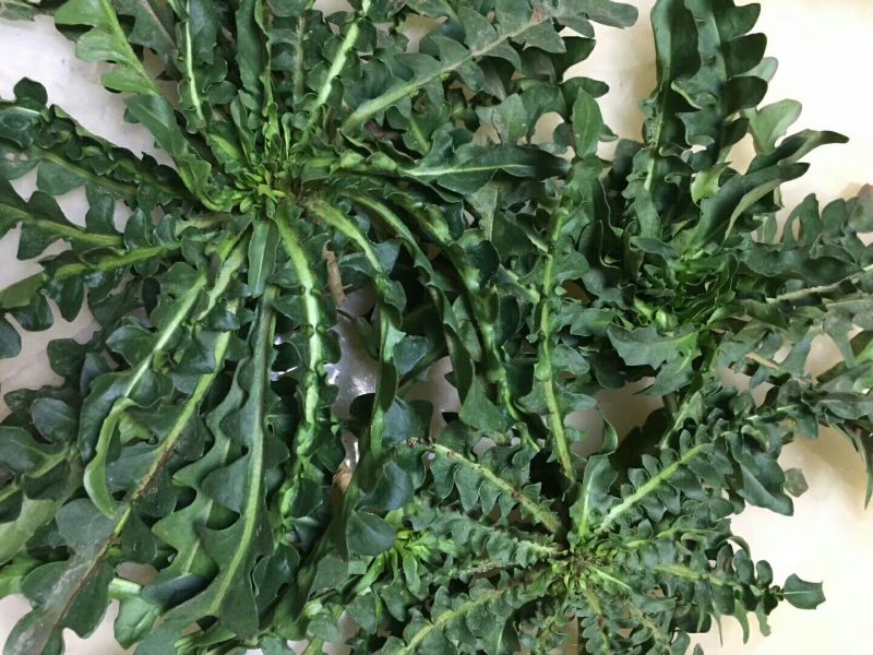 荠菜5~10cm
