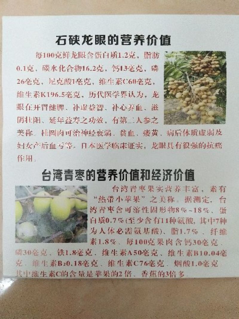 台湾大青枣苗现挖现发苗圃直供可视频看货80~110cm