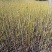 核桃苗50~100cm1年以下