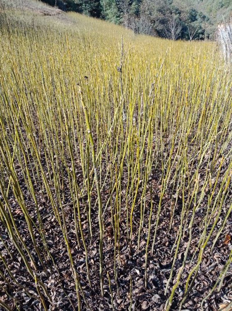 核桃苗50~100cm1年以下