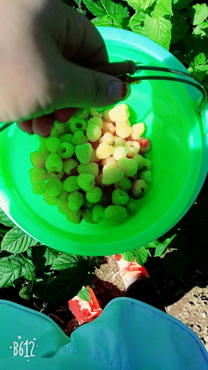 单季树莓苗2年苗当年结果，早熟保证成活率