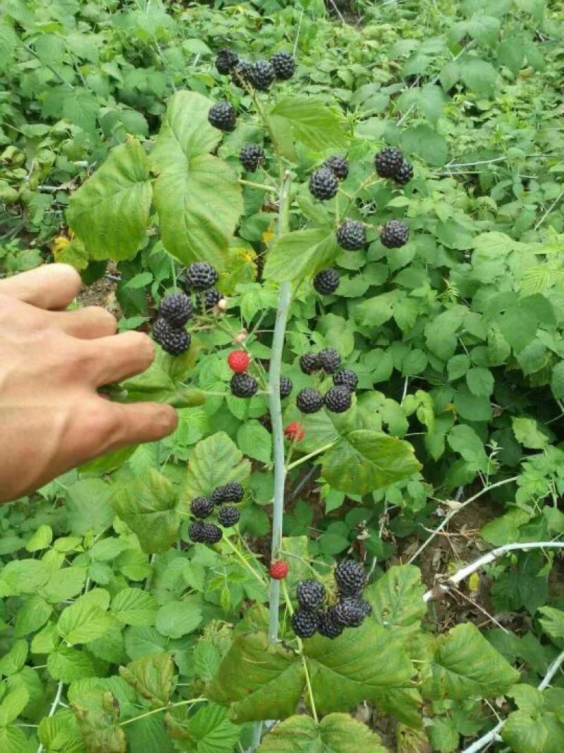 单季树莓苗2年苗当年结果，早熟保证成活率