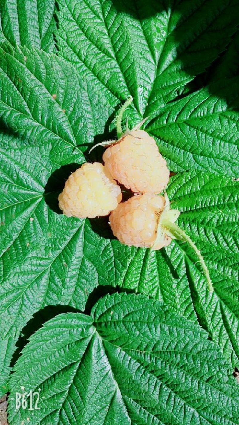 单季树莓苗2年苗当年结果，早熟保证成活率