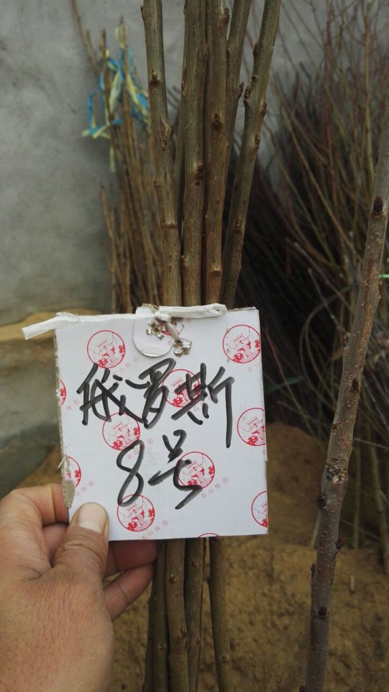 樱桃树苗吉塞拉矮化车厘子樱桃树苗俄罗斯八号樱桃树苗