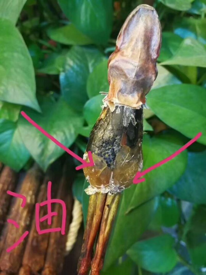林蛙油