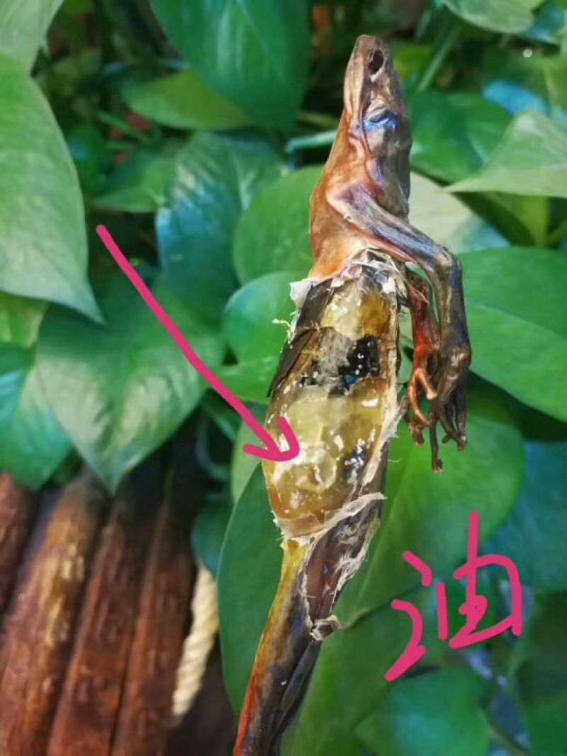 林蛙油