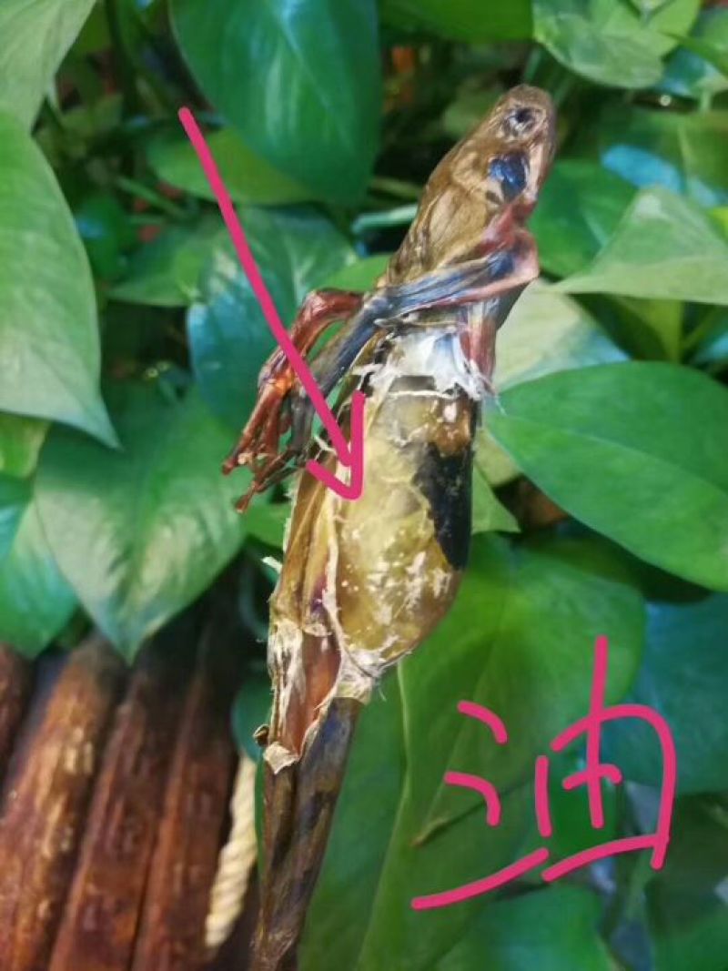 林蛙油