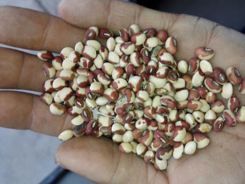 江豆