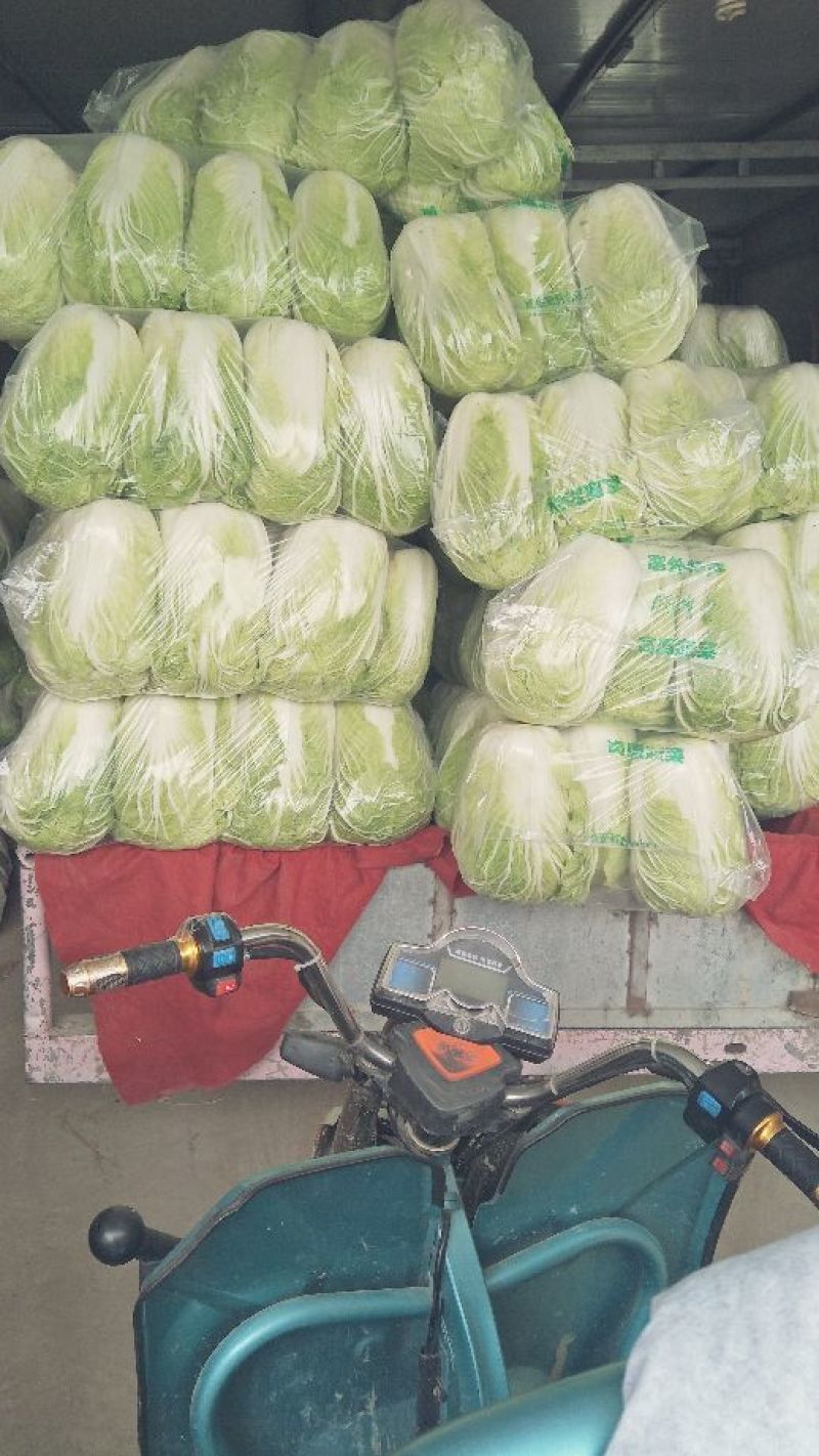 大白菜毛菜，半毛菜，青杂三号7斤以上净菜产地直销