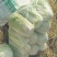 大白菜毛菜，半毛菜，青杂三号7斤以上净菜产地直销