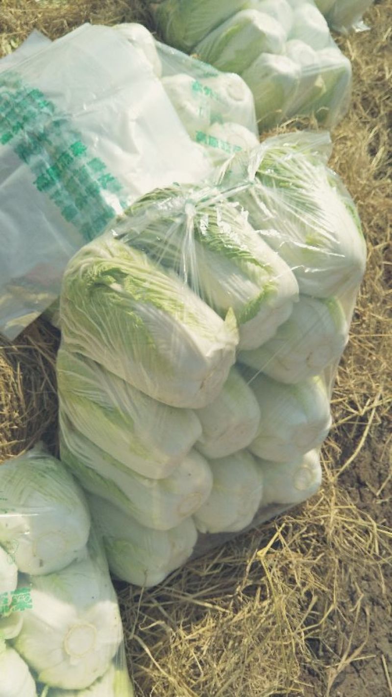 大白菜毛菜，半毛菜，青杂三号7斤以上净菜产地直销