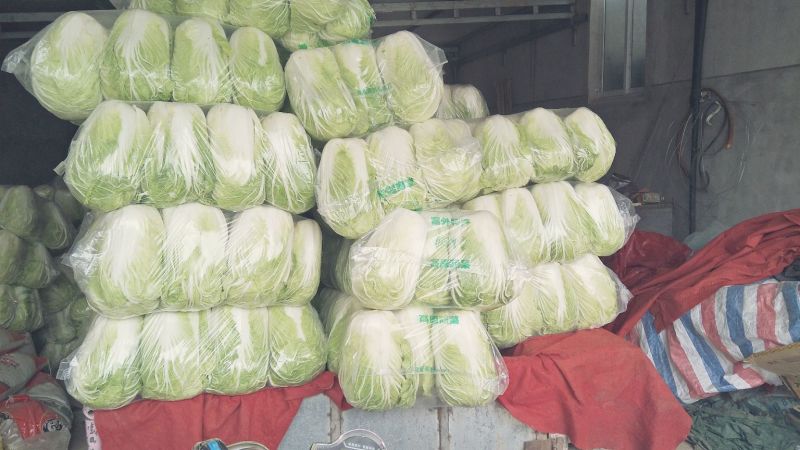 大白菜毛菜，半毛菜，青杂三号7斤以上净菜产地直销