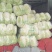 大白菜毛菜，半毛菜。青杂三号4~6斤净菜产地直销