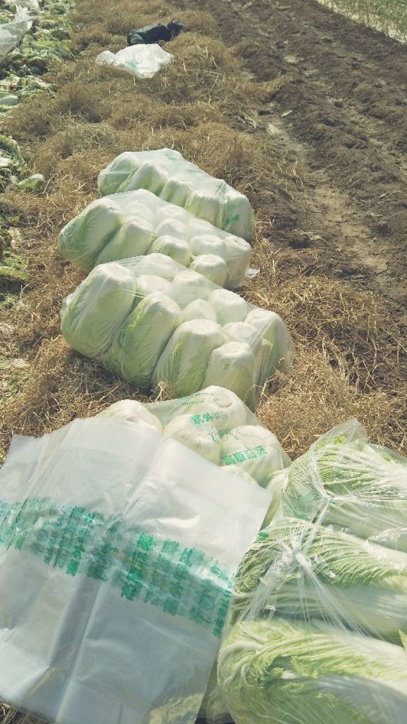 大白菜毛菜，半毛菜。青杂三号4~6斤净菜产地直销