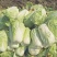 大白菜毛菜，半毛菜。青杂三号4~6斤净菜产地直销