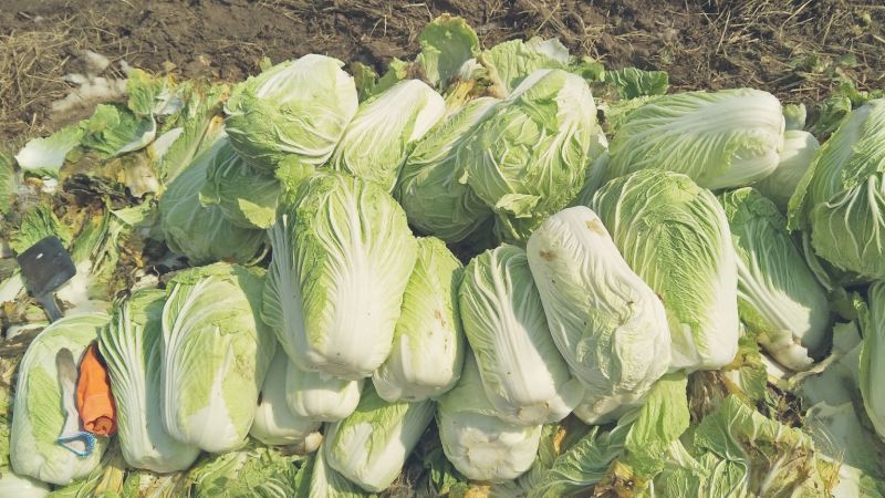 大白菜毛菜，半毛菜。青杂三号4~6斤净菜产地直销
