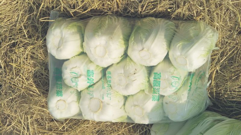 大白菜毛菜，半毛菜。青杂三号4~6斤净菜产地直销