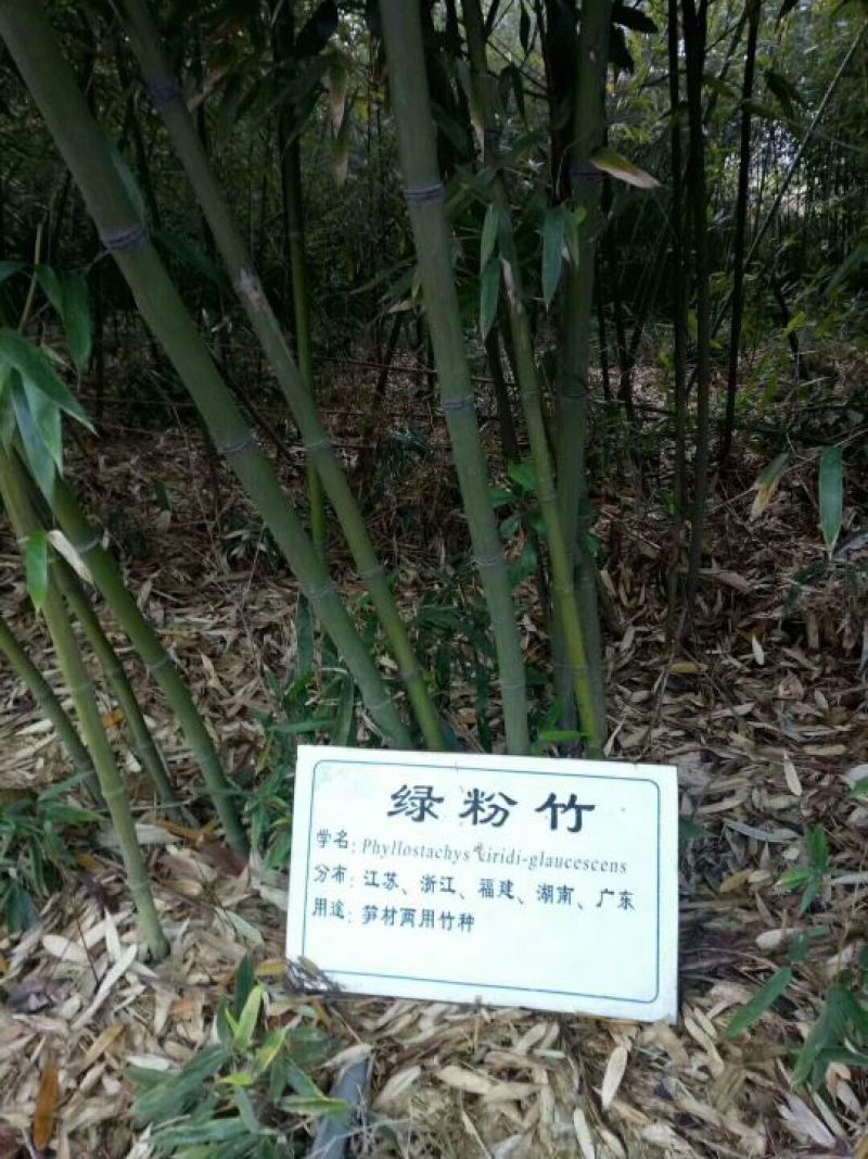 竹子3~4m