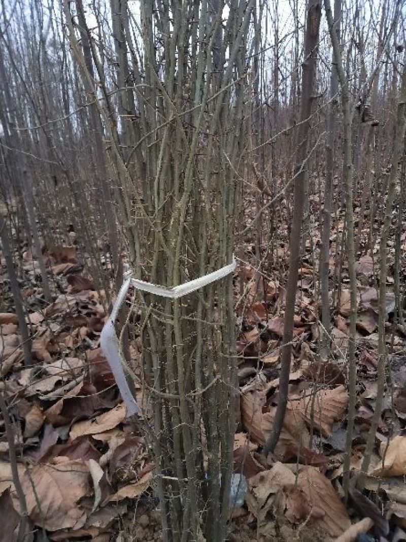 绿化苗木。规格齐全。品质好，皂角树苗一至三公分，