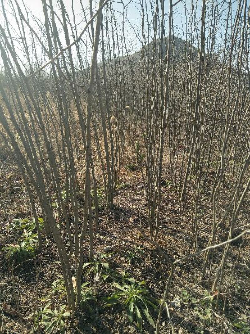 绿化苗木。规格齐全。品质好，皂角树苗一至三公分，