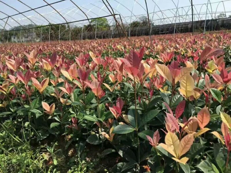 珍珠彩叶桂2cm以下0.5米以下1米以下