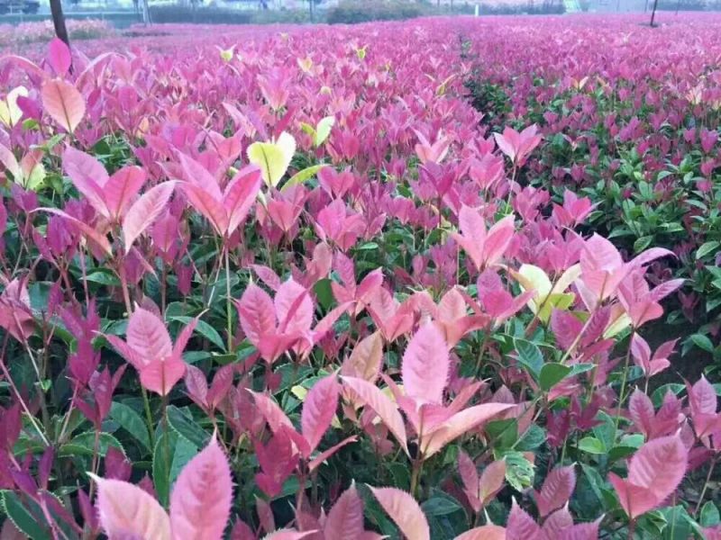 珍珠彩叶桂2cm以下0.5米以下1米以下