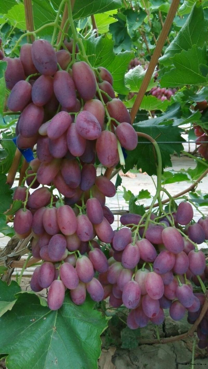 葡萄苗3年110~150cm葡萄树苗新品种葡萄苗果树