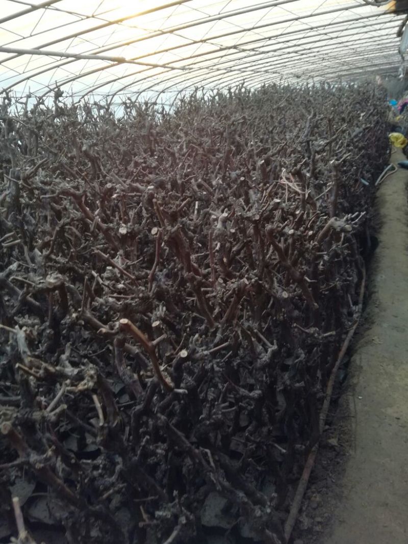 葡萄苗3年110~150cm葡萄树苗新品种葡萄苗果树