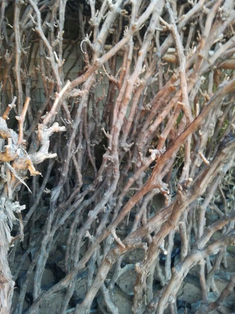 葡萄苗3年110~150cm葡萄树苗新品种葡萄苗果树