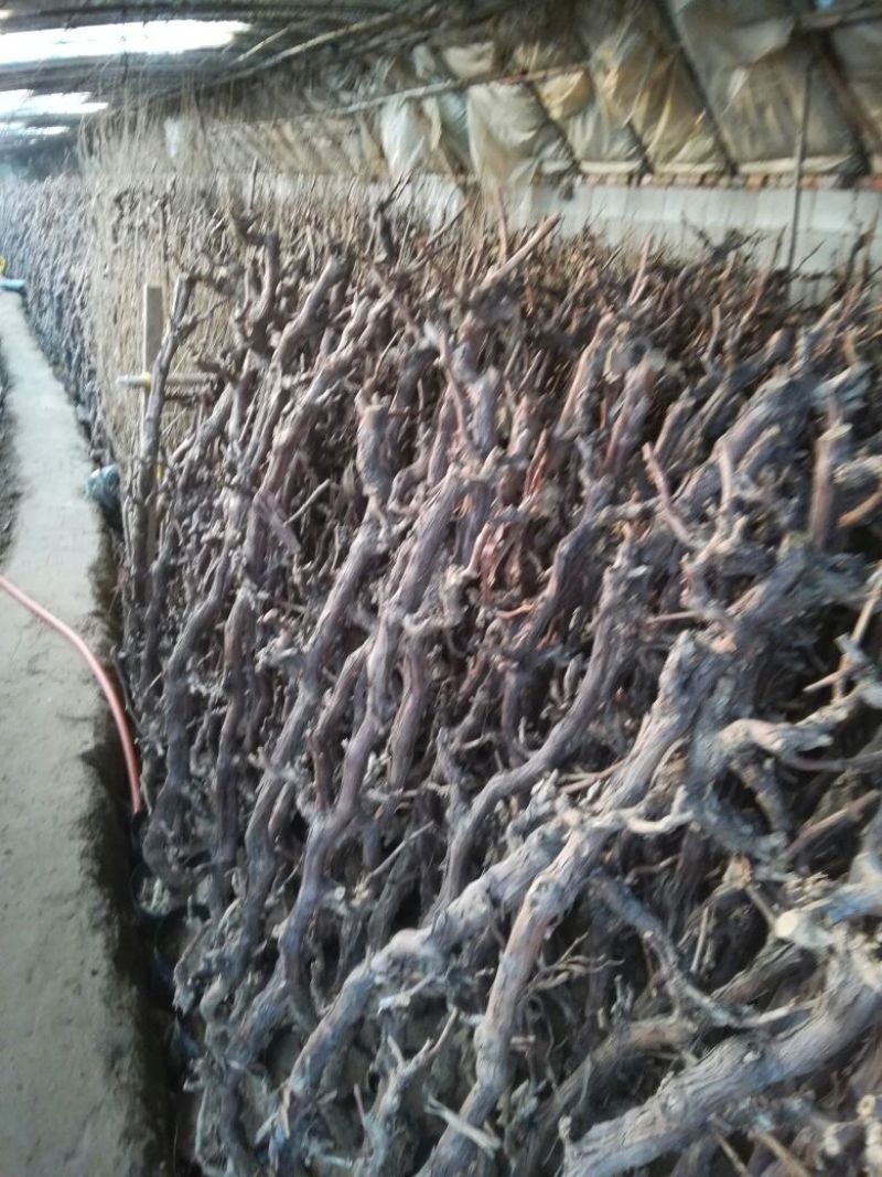 葡萄苗3年110~150cm葡萄树苗新品种葡萄苗果树