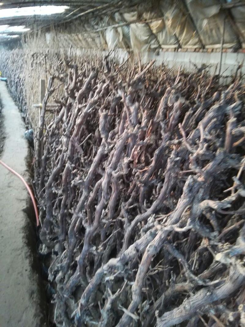 葡萄苗5年110~150cm葡萄树苗新品种葡萄苗果树