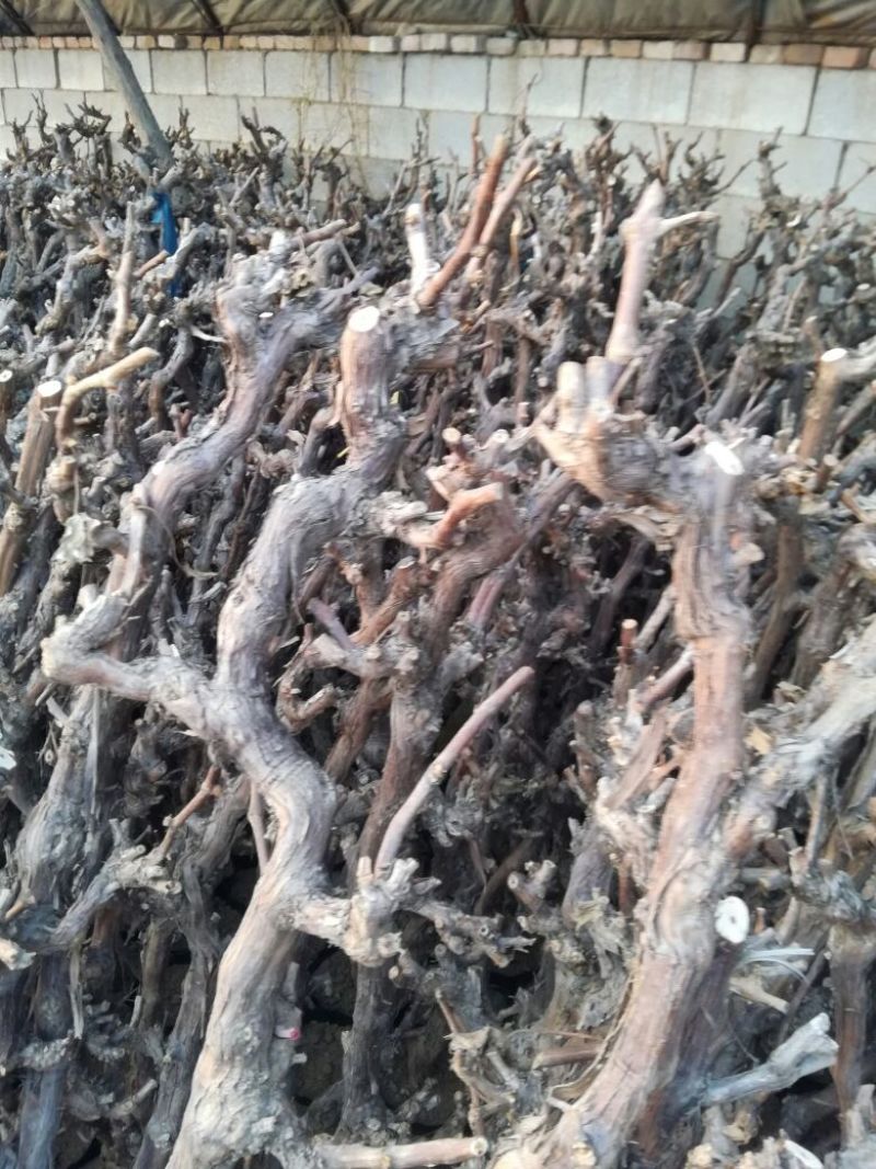 葡萄苗5年110~150cm葡萄树苗新品种葡萄苗果树