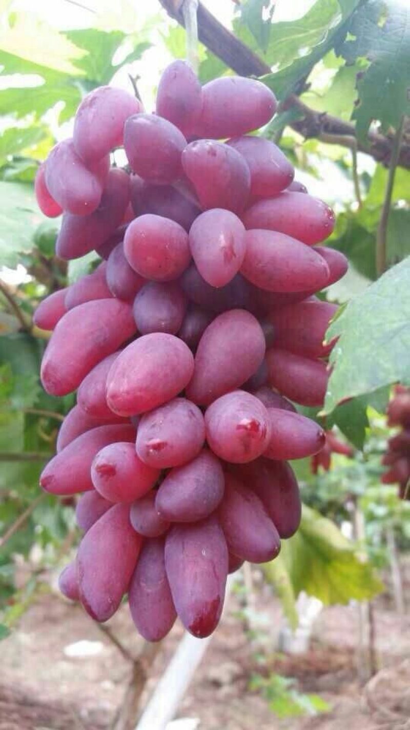 葡萄苗5年110~150cm葡萄树苗新品种葡萄苗果树