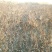 红树蓝树莓苗30~50cm挂果产量高自家基地