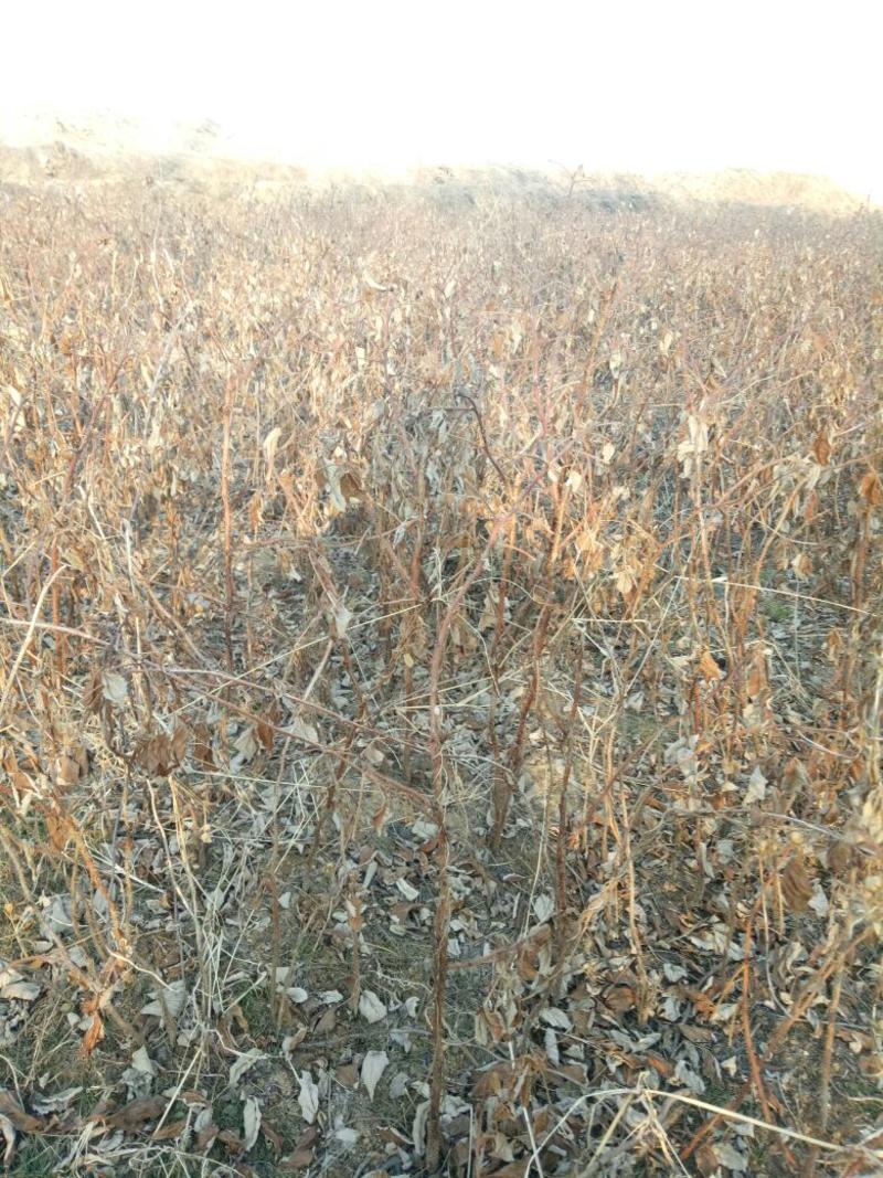 红树蓝树莓苗30~50cm挂果产量高自家基地