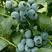 红树蓝树莓苗30~50cm挂果产量高自家基地