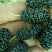 红树蓝树莓苗30~50cm挂果产量高自家基地