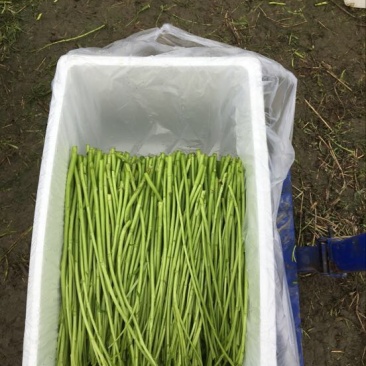 泡沫箱装正宗青蒿大棚自己家种的，量大优惠
