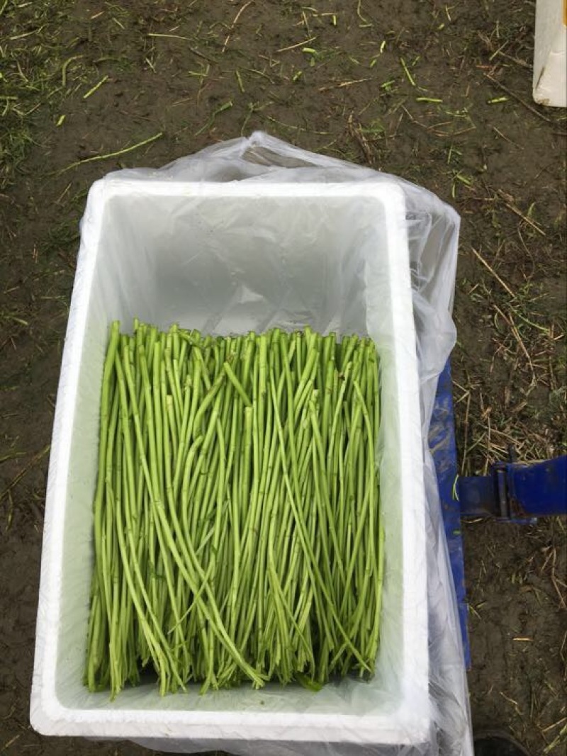 泡沫箱装正宗青蒿大棚自己家种的，量大优惠