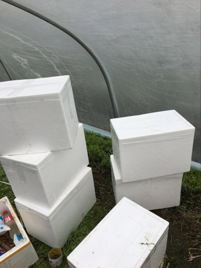 泡沫箱装正宗青蒿大棚自己家种的，量大优惠