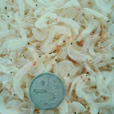 虾皮特级（淡干）