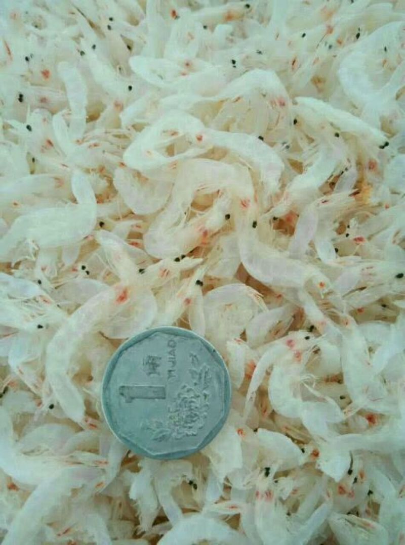 虾皮特级（淡干）
