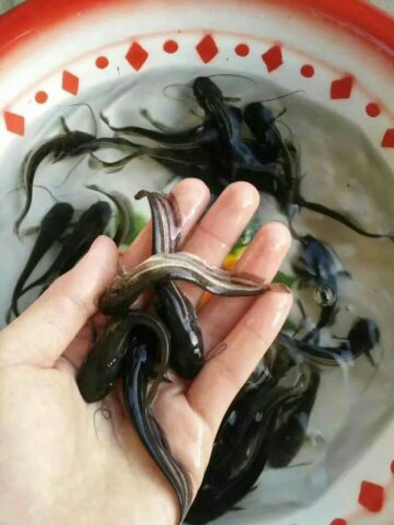 草鱼苗人工养殖，成活率高提供技术支持鱼苗活鱼
